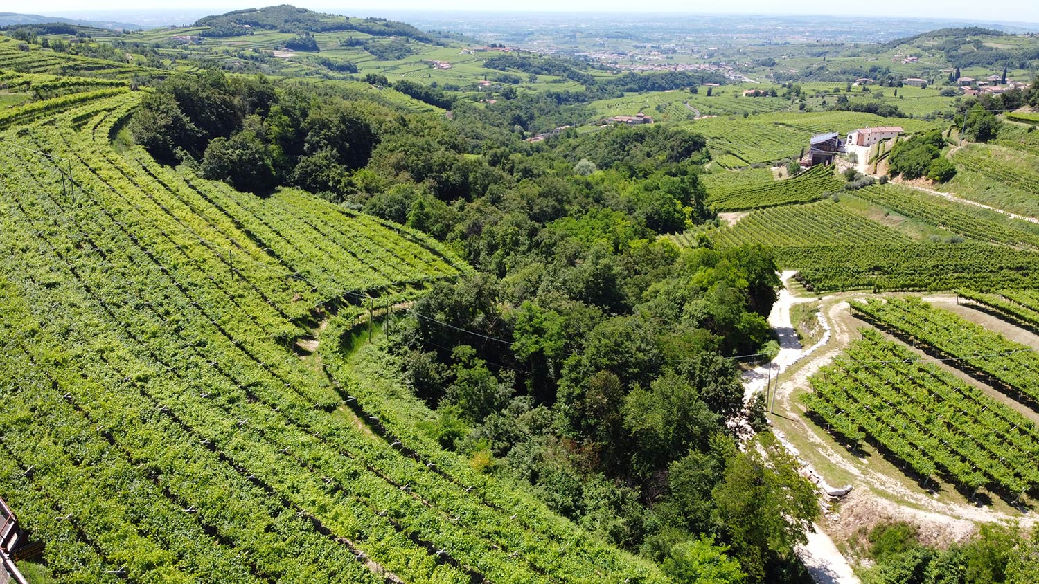 Amarone della Valpolicella vigneti