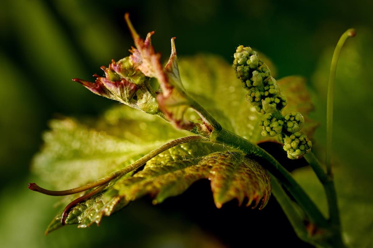 Prodotti per vini naturali - casa Belfi Albino Armani