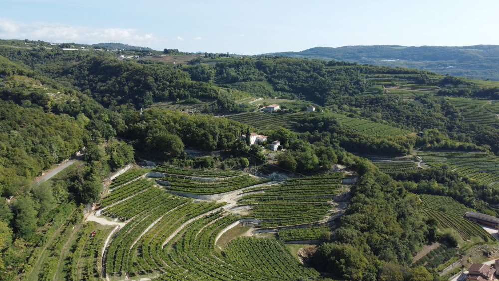 potatura della vite