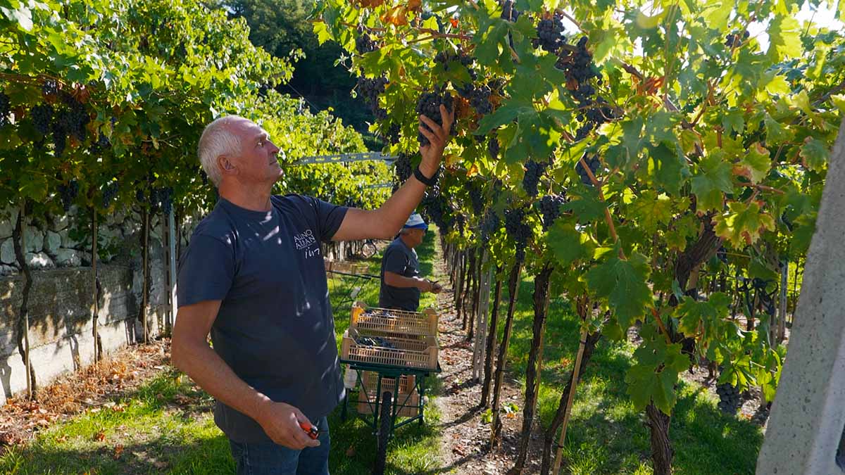 Doctor Wine Egle Albino Armani Vendemmia