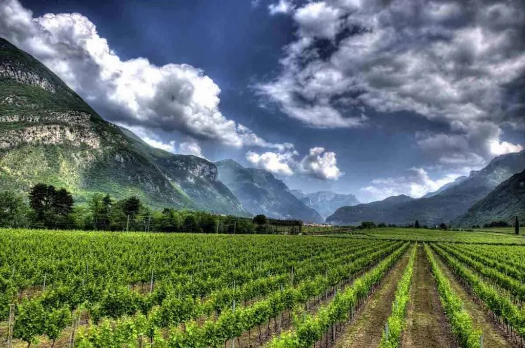 best wine stars 2022 albino armani vigneti