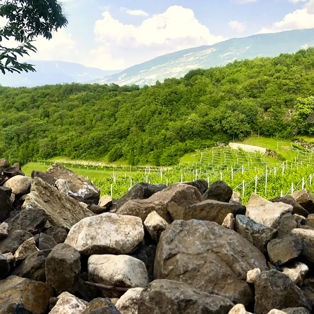 vigneti Albino Armani - Trento doc Clé