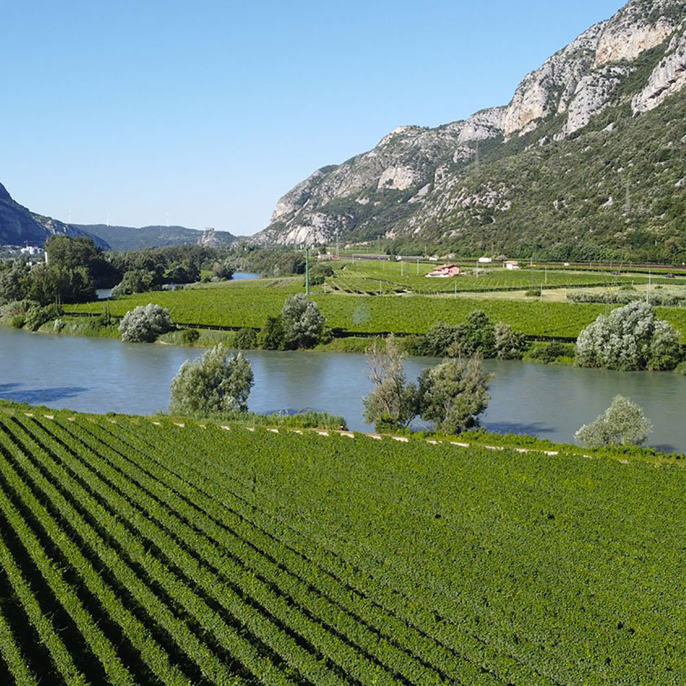 Pinot Grigio delle Venezia crescono i consumi