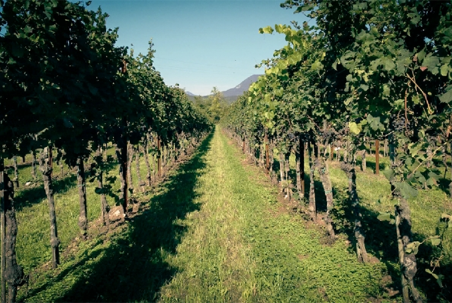 Paesaggio culturale e Terre di Plovia | Albino Armani