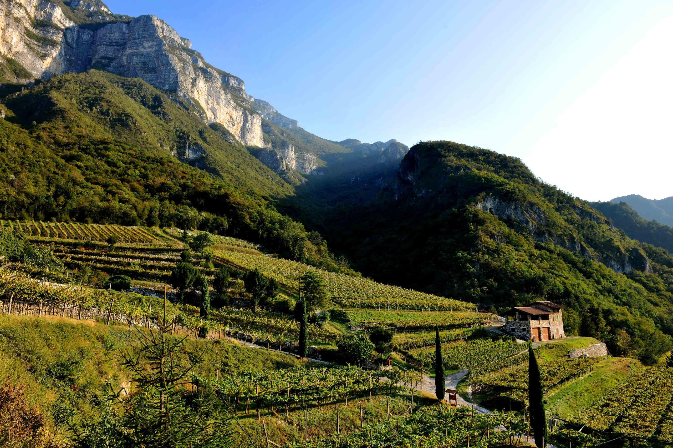 Il Monte Baldo trentino: un dialogo tra viticoltura e paesaggio di montagna
