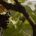 Nera dei Baisi: il vino reliquia raro di Albino Armani