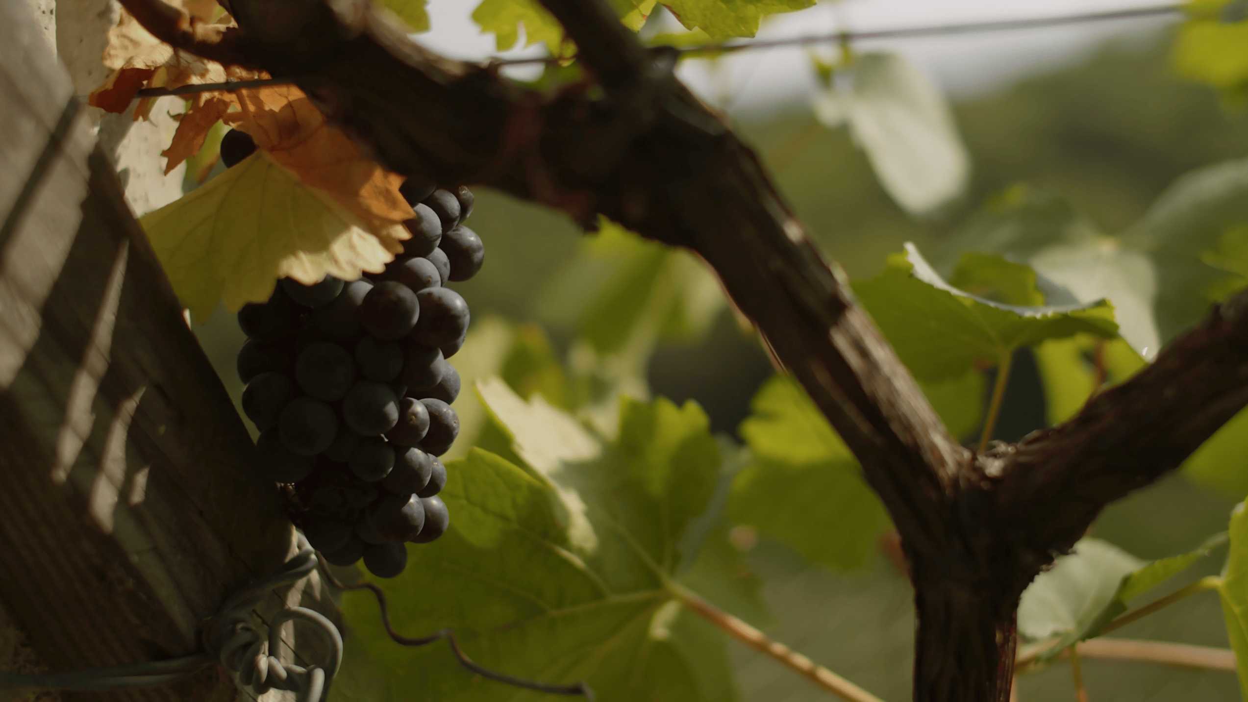 Nera dei Baisi: il vino reliquia raro di Albino Armani